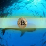 Bitcoin Whales Accumulate $941M BTC in 24 Hours as Prices Drop, What Does This Mean?