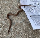 There’s a Snake in my Boot – Welcome to the 23rd Week of RCC Tracking!