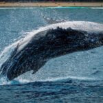 Bitcoin Gets ‘Monster’ Whale Boost With $1.2 Billion ETF Purchase