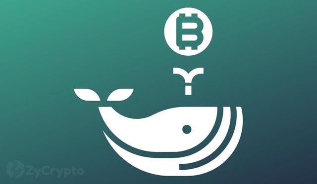 Whales Accumulate Over 133,000 BTC in Under a Month Amid Bitcoin Price Slump